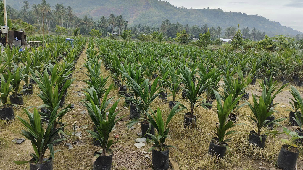 Bibit Sawit Unggul siap tanam